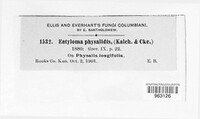 Entyloma australe image